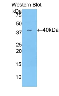 ANGPT4 / Angiopoietin-4 Antibody (aa32-144)