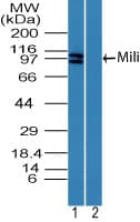 PIWIL2 Antibody (aa30-80)