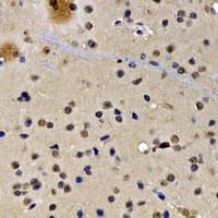 SATB1 Antibody