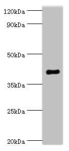 Polyclonal Rabbit anti-Human SH3GLB1 / Bif / Endophilin B1 Antibody (aa1-365, IHC, WB)