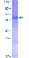 Human OR4N2 Protein (Recombinant GST)