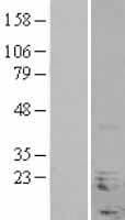 NHLH1 / HEN1 Protein (Over-Expression Lysate Myc-DDK (Flag))
