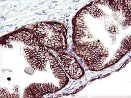 RASSF8 Antibody (clone OTI1F5)