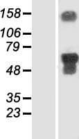 MIEF2 / SMCR7 Protein (Over-Expression Lysate Myc-DDK (Flag))