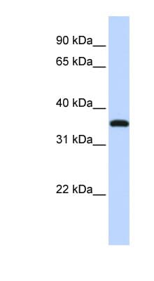 VGLL3 Antibody (C-Terminus)