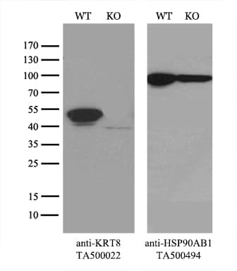 KRT8 / CK8 / Cytokeratin 8 Antibody (aa91-381, clone UMAB1, Carrier-free)