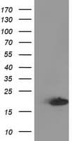 DSTN / Destrin Antibody (clone OTI2E10, Carrier-free)