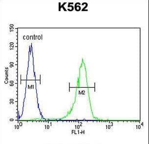 Polyclonal Rabbit anti-Human SAHH / AHCY Antibody (aa79-110, IHC, WB)