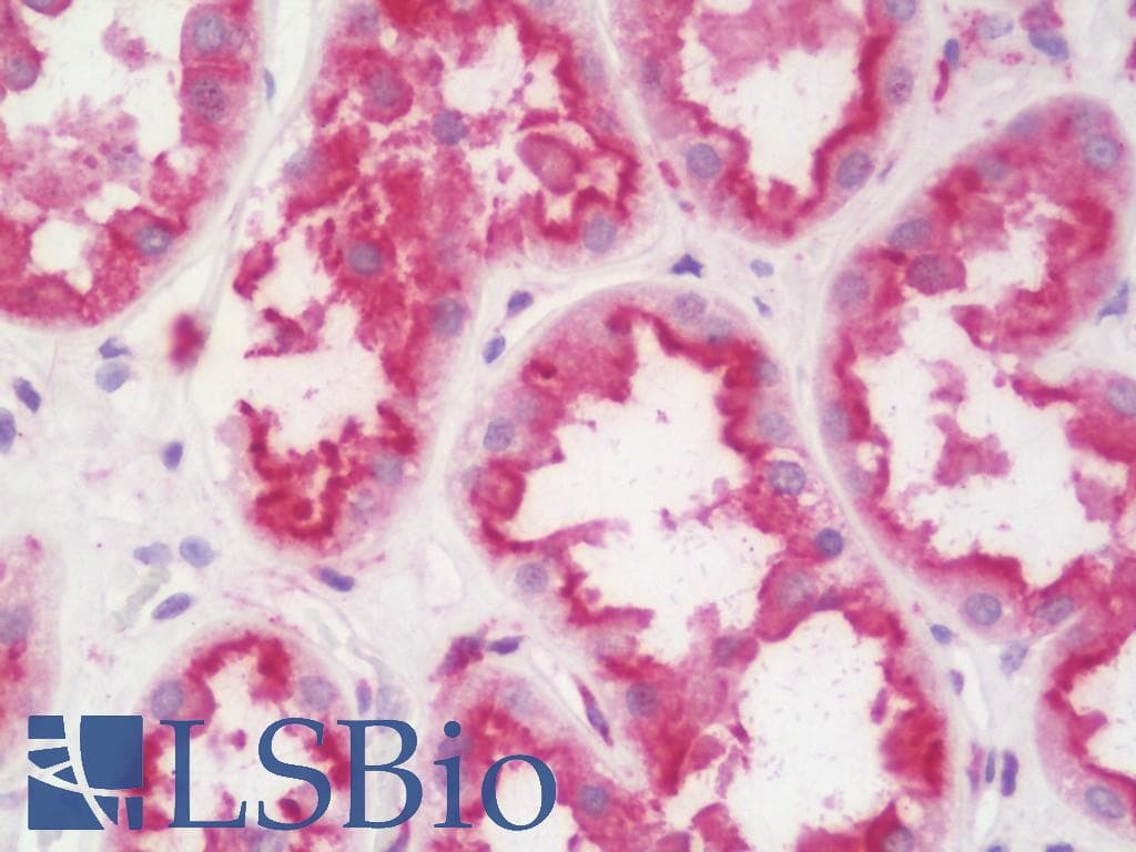 IHC-plus™ ANKS1B Antibody (aa570-599)