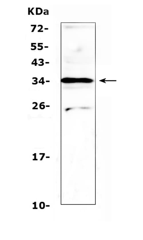 MED4 Antibody