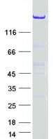 Human NISCH Protein (Recombinant Myc-DDK (Flag))