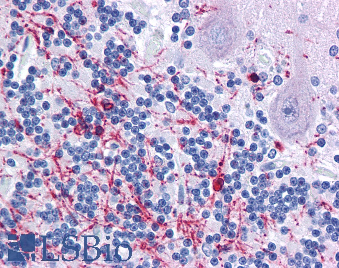 PathPlus™ Polyclonal Rabbit anti-Human CNPase Antibody (IHC, WB)