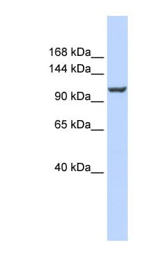 ATP2B4 / PMCA4 Antibody (aa936-985)