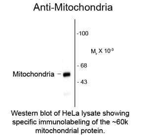 IHC-plus™ Mitochondria Antibody (clone 113-1)