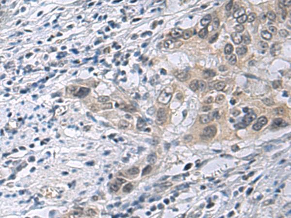 IRS4 Antibody