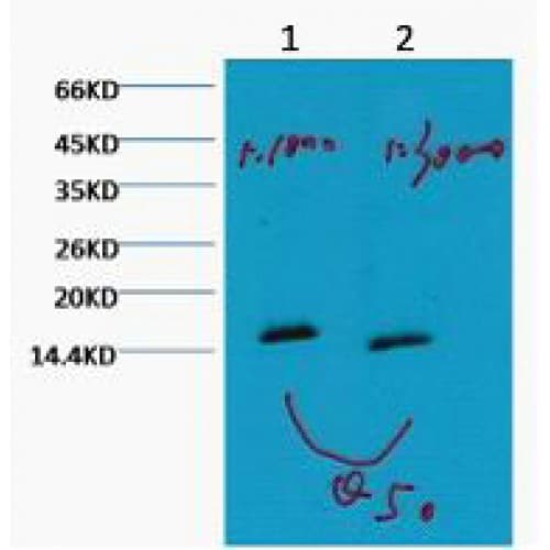 Histone H3 Antibody (clone 5G5)