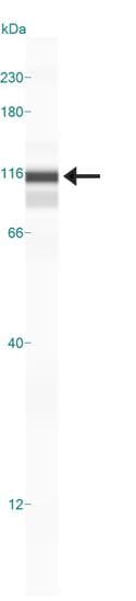 NALP3 / NLRP3 Antibody (aa216-385, clone 25N10E9)
