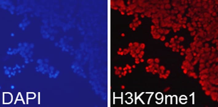 Histone H3 Antibody (Methyl-Lys79)
