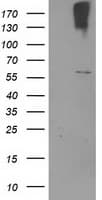 CYP2J2 Antibody (clone OTI3A7)