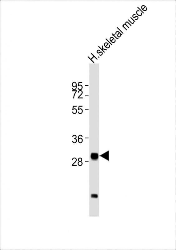 MLF1 Antibody (aa232-266)