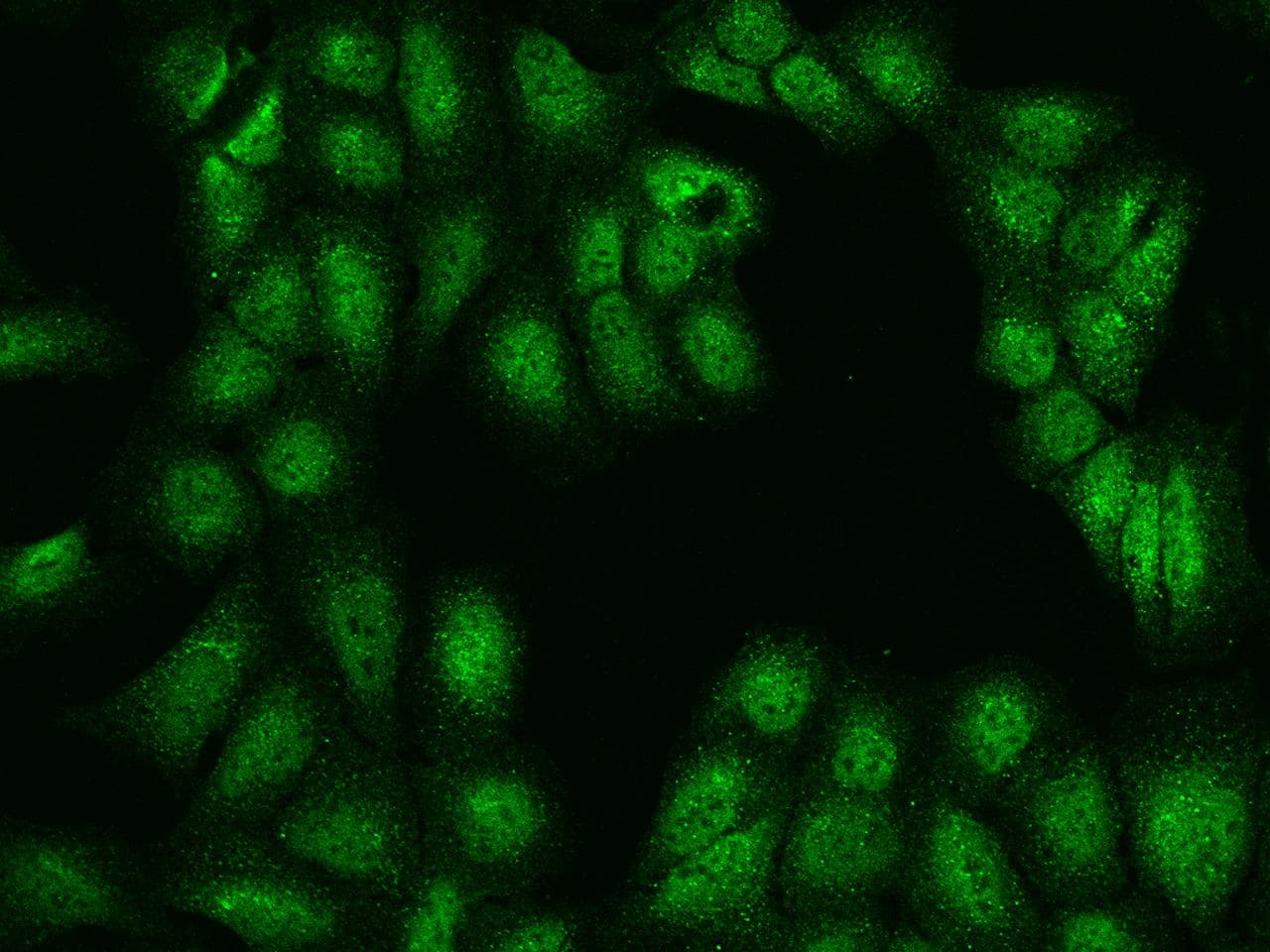 Polyclonal Rabbit anti-Human ARL2BP / BART Antibody (IF)