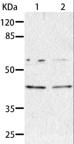 AIMP2 Antibody