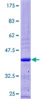 Human ZNF644 Protein (Recombinant GST)