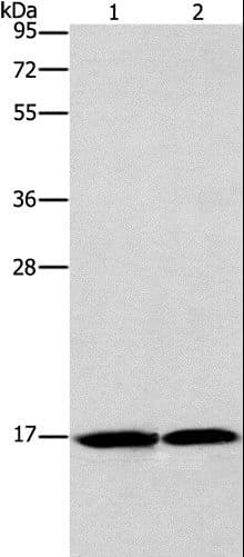 GMFG Antibody