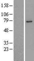 USP49 Protein (Over-Expression Lysate Myc-DDK (Flag))