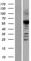 ANGEL2 Protein (Over-Expression Lysate Myc-DDK (Flag))