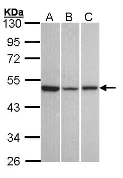 KISS1R / GPR54 Antibody