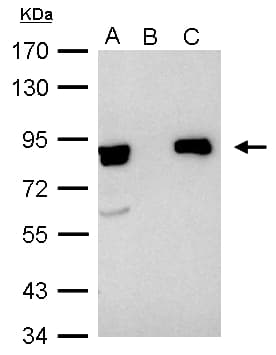 XRCC5 / Ku80 Antibody (aa315-593)