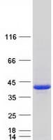 Human PCNA Protein (Recombinant Myc-DDK (Flag))
