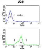 HOXC6 Antibody (aa200-227)