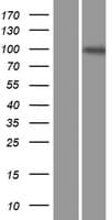 ENPP3 / CD203c Protein (Over-Expression Lysate Myc-DDK (Flag))