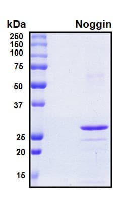 Human NOG / Noggin Protein (Recombinant 6His, N-terminus)