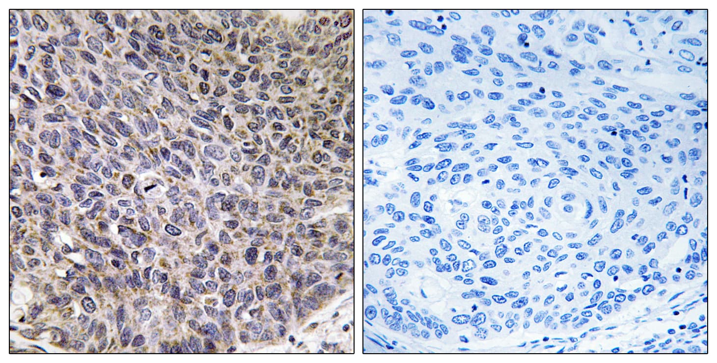 CYP4B1 Antibody (aa141-190)