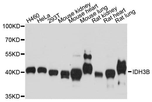 IDH3B Antibody