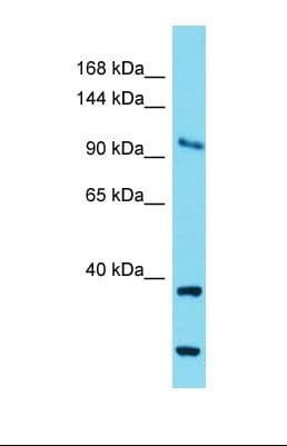 Polyclonal Rabbit anti-Mouse COG1 Antibody (aa788-837, WB)