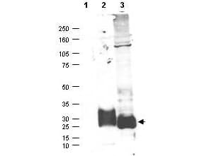 Polyclonal Rabbit anti-Human MFAP5 / MAGP2 Antibody (WB)