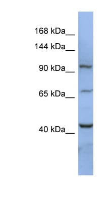 RBM12 Antibody (aa107-156)
