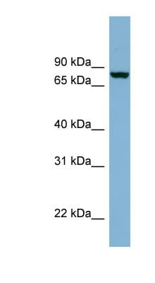 Neurochondrin Antibody (N-Terminus)