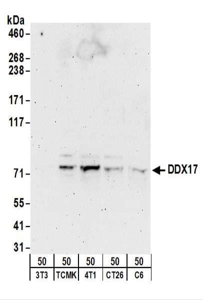 DDX17 Antibody (aa550-C-term)