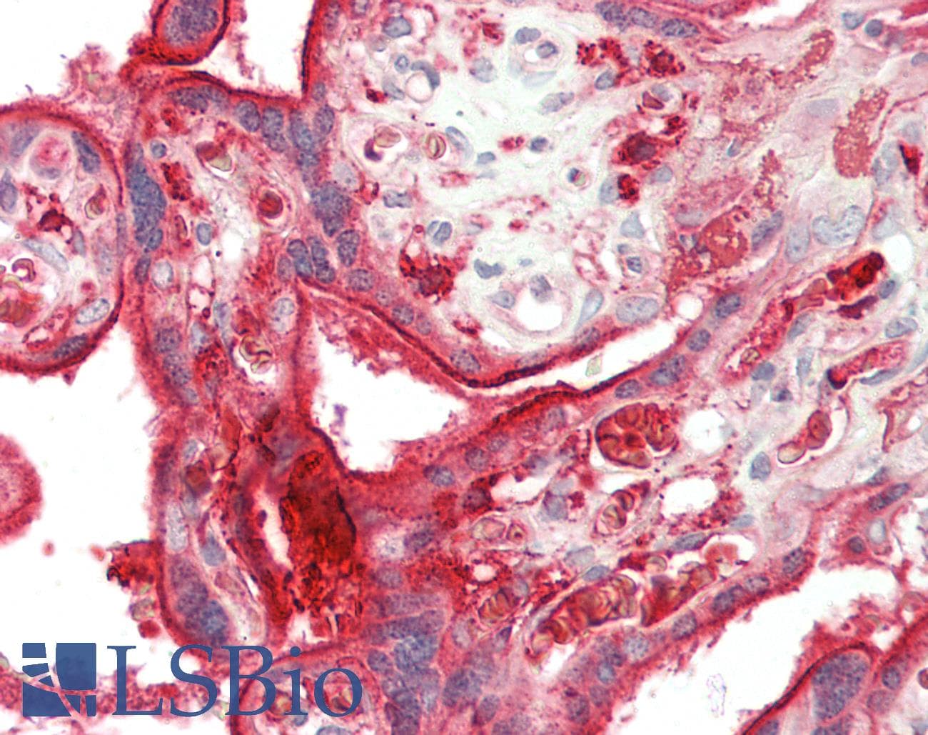 IHC-plus™ DAB2 Antibody (aa743-770)