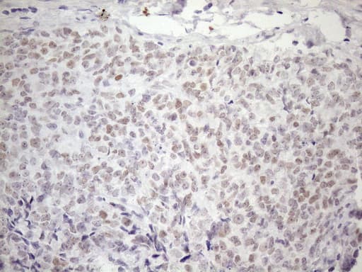 ATF1 Antibody (clone OTI2C2, Carrier-free)