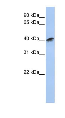 Polyclonal Rabbit anti-Human ACTR1A / Centractin Antibody (aa216-265, WB)