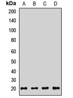 NK1 / CD160 Antibody