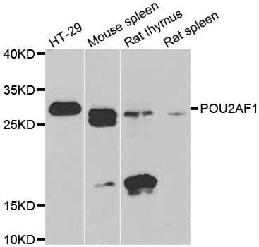 Polyclonal Rabbit anti-Human POU2AF1 / BOB1 Antibody (IHC, IF, WB)
