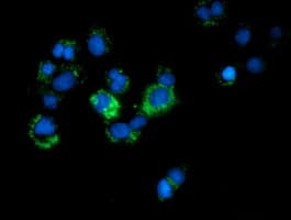 CALCOCO2 Antibody (clone OTI3F2, Carrier-free)