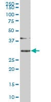 SLBP Antibody (clone 2C4-1C8)